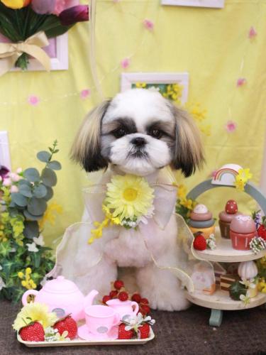 20230317みたらしちゃん